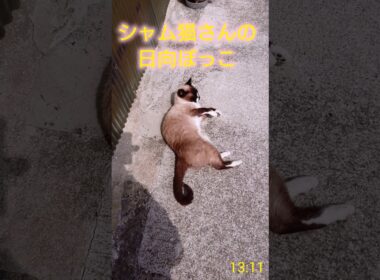 日向ぼっこ🌞#猫 #シャム猫 #cat #ねこ #Shorts
