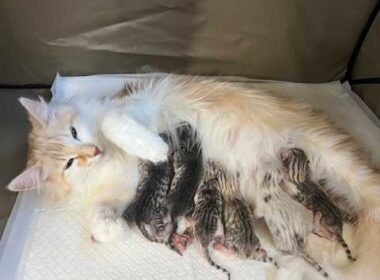 3月17日生まれの子猫たち（アンブル＆アルマンダン）