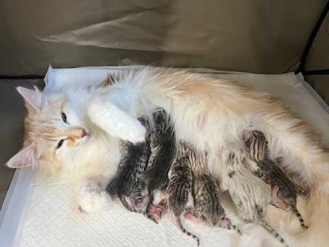 3月17日生まれの子猫たち（アンブル＆アルマンダン）