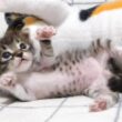 カワイイ鳴き声で甘えた後の赤ちゃん子猫はぬいぐるみになろうポーズの練習をする？【赤ちゃん猫　保護猫】