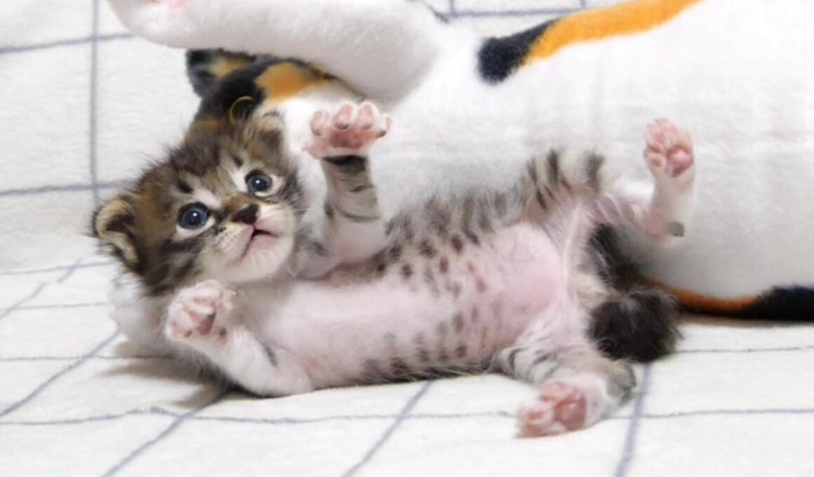 カワイイ鳴き声で甘えた後の赤ちゃん子猫はぬいぐるみになろうポーズの練習をする？【赤ちゃん猫　保護猫】