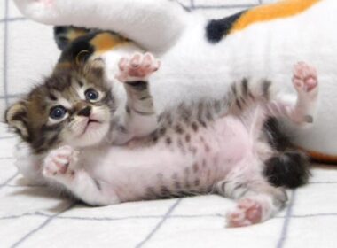 カワイイ鳴き声で甘えた後の赤ちゃん子猫はぬいぐるみになろうポーズの練習をする？【赤ちゃん猫　保護猫】