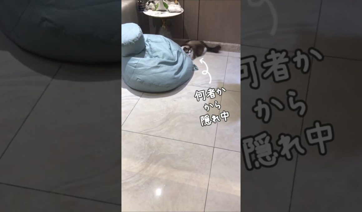 絶対バトルが起こると思ったら…🐈｜トイガー&ラグドール　#トイガー #ラグドール #catshorts　#猫のいる暮らし #catfunny