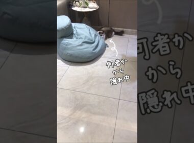 絶対バトルが起こると思ったら…🐈｜トイガー&ラグドール　#トイガー #ラグドール #catshorts　#猫のいる暮らし #catfunny