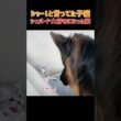 シャー！威嚇していた子猫がシェパードの腕の中に飛び込む理由　#猫 #ねこ #にゃんこ #猫動画 #いぬ #犬 #犬動画 #カワイイ #かわいい #癒し #優しい #感動 #幸せ #家族 #shorts
