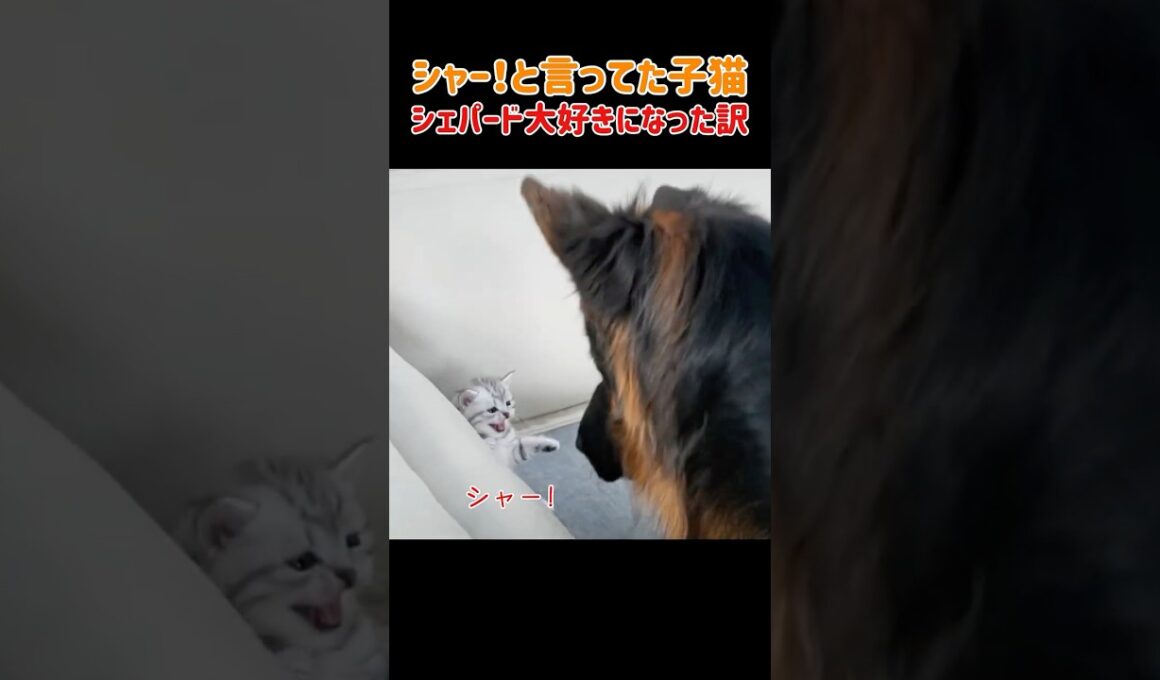シャー！威嚇していた子猫がシェパードの腕の中に飛び込む理由　#猫 #ねこ #にゃんこ #猫動画 #いぬ #犬 #犬動画 #カワイイ #かわいい #癒し #優しい #感動 #幸せ #家族 #shorts