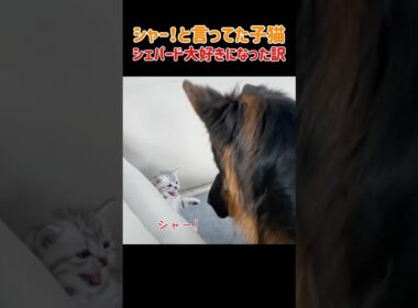 シャー！威嚇していた子猫がシェパードの腕の中に飛び込む理由　#猫 #ねこ #にゃんこ #猫動画 #いぬ #犬 #犬動画 #カワイイ #かわいい #癒し #優しい #感動 #幸せ #家族 #shorts