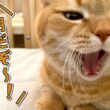 誰よりも早起きな愛猫に起こされて困ってます…