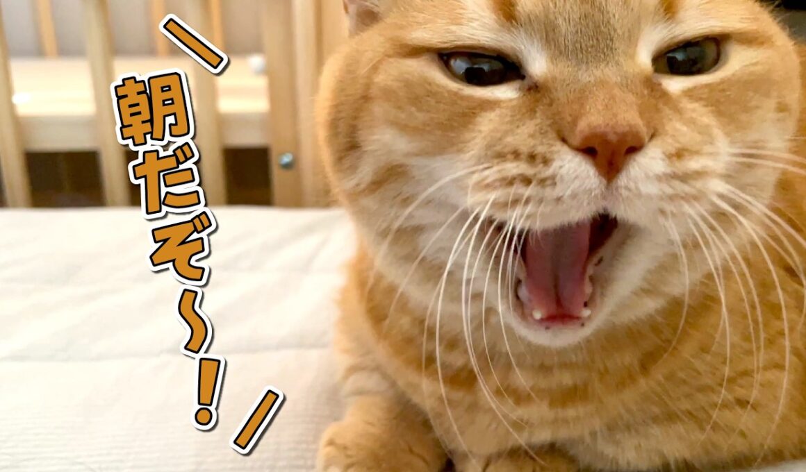 誰よりも早起きな愛猫に起こされて困ってます…