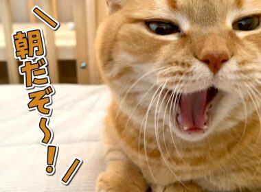 誰よりも早起きな愛猫に起こされて困ってます…