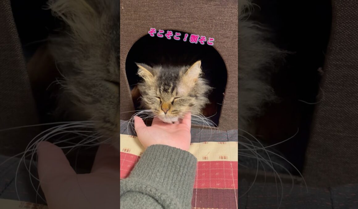 顎なで止めたら、このお顔 #スクーカム #cat #ねこすきさんと繋がりたい #猫 #shorts