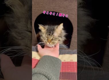 顎なで止めたら、このお顔 #スクーカム #cat #ねこすきさんと繋がりたい #猫 #shorts