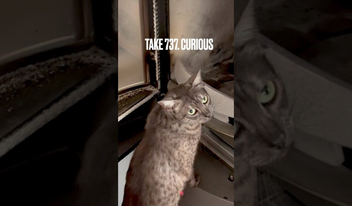 #薪ストーブ掃除 の後は、あたちがチェックするにゃ‼️#薪ストーブと猫 #好奇心強め #curious #egyptianmaucat #エジプシャンマウ #rika #shorts #ライカ