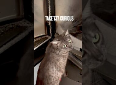 #薪ストーブ掃除 の後は、あたちがチェックするにゃ‼️#薪ストーブと猫 #好奇心強め #curious #egyptianmaucat #エジプシャンマウ #rika #shorts #ライカ