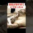 子猫のことがかわいすぎてお世話の舌が止まらない兄猫