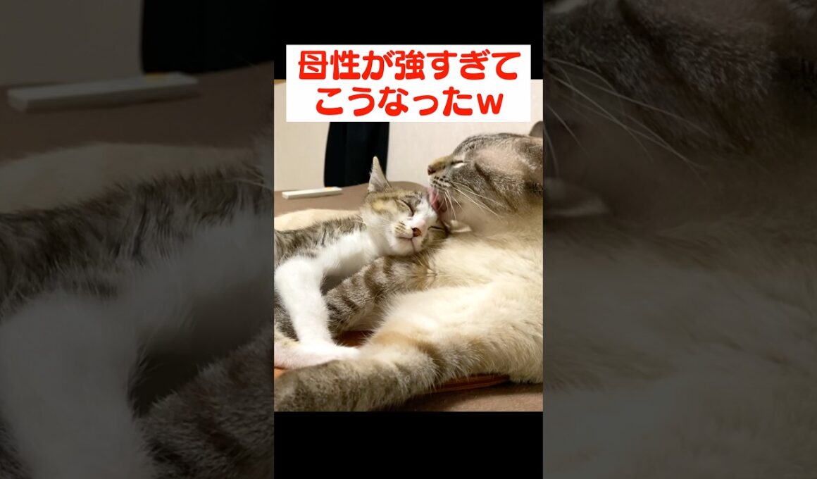 子猫のことがかわいすぎてお世話の舌が止まらない兄猫