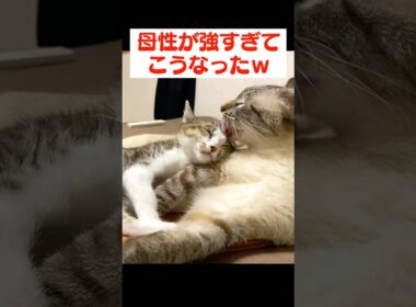 子猫のことがかわいすぎてお世話の舌が止まらない兄猫