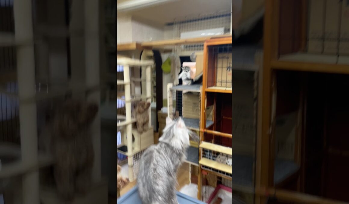 子猫さん落ちてきた💦気をつけて遊んでね#ノルウェージャンフォレストキャット #norwegianforestcat #子猫