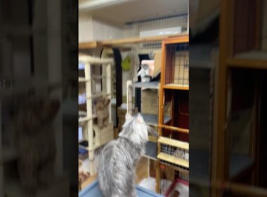 子猫さん落ちてきた💦気をつけて遊んでね#ノルウェージャンフォレストキャット #norwegianforestcat #子猫