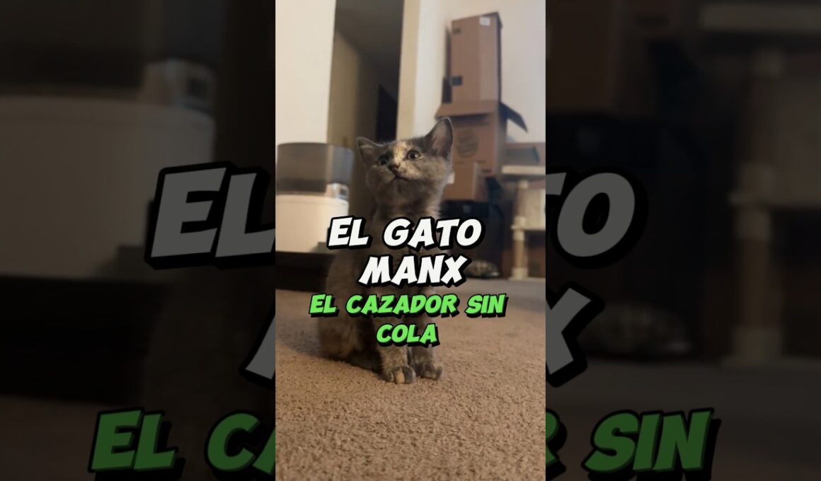 El Gato Manx: El cazador sin cola de la Isla de Man #shorts #gatosmanx #GatosSinCola #IslaDeMan