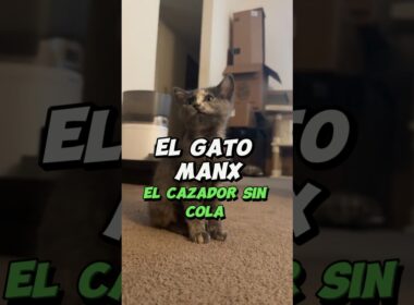 El Gato Manx: El cazador sin cola de la Isla de Man #shorts #gatosmanx #GatosSinCola #IslaDeMan