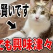 保護した子猫がものすごく賢くて面白いです笑