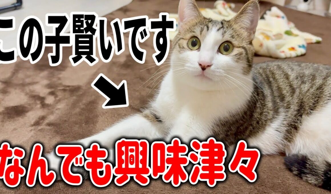保護した子猫がものすごく賢くて面白いです笑