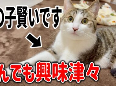 保護した子猫がものすごく賢くて面白いです笑