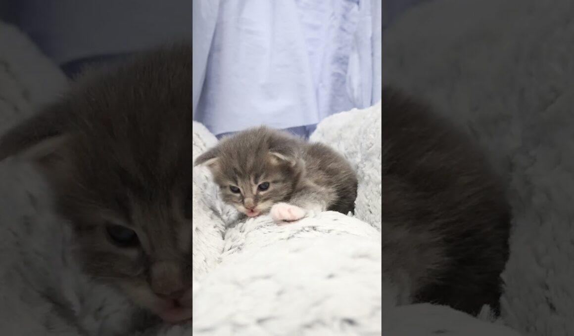 生後22日メインクーン赤ちゃんの厨子王君