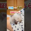 天使だった子猫、2週間後には完全に暴君でした