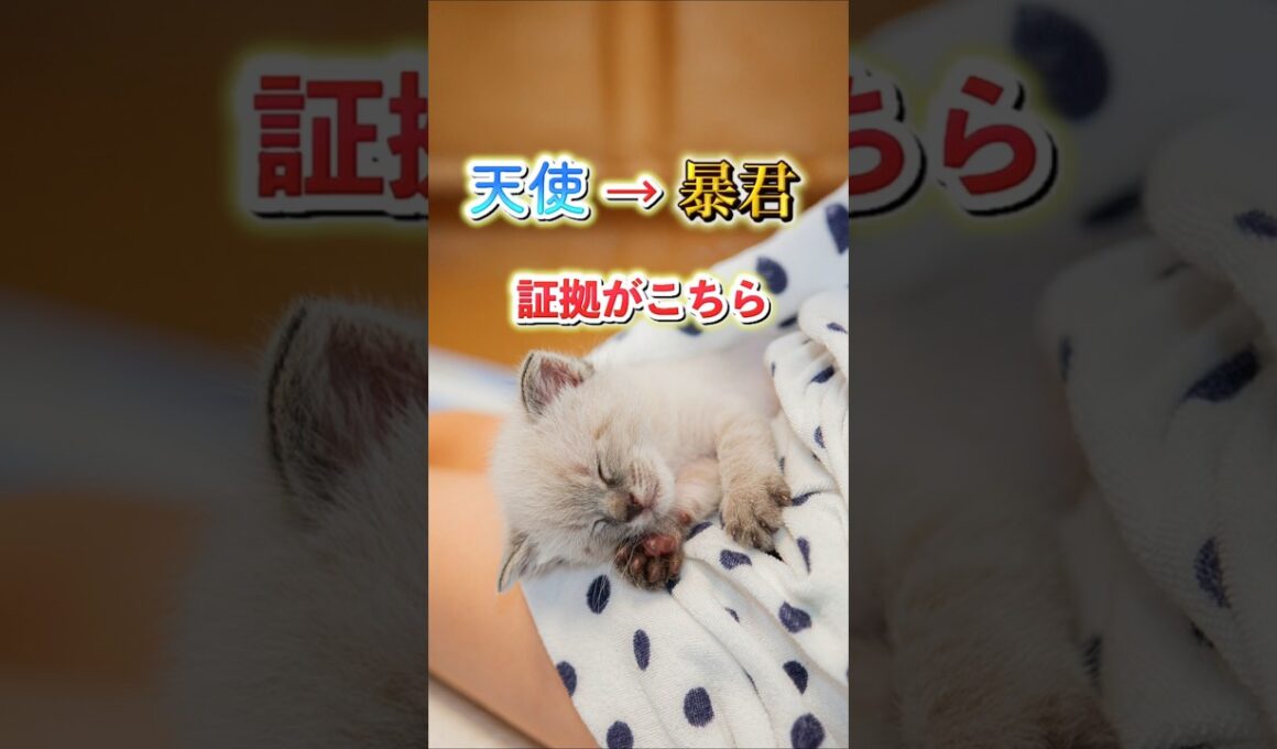 天使だった子猫、2週間後には完全に暴君でした