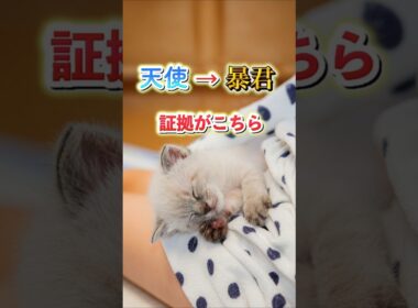 天使だった子猫、2週間後には完全に暴君でした