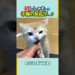 【凶器級】子猫にししゃもをあげたら、予想外の事態に! #shorts