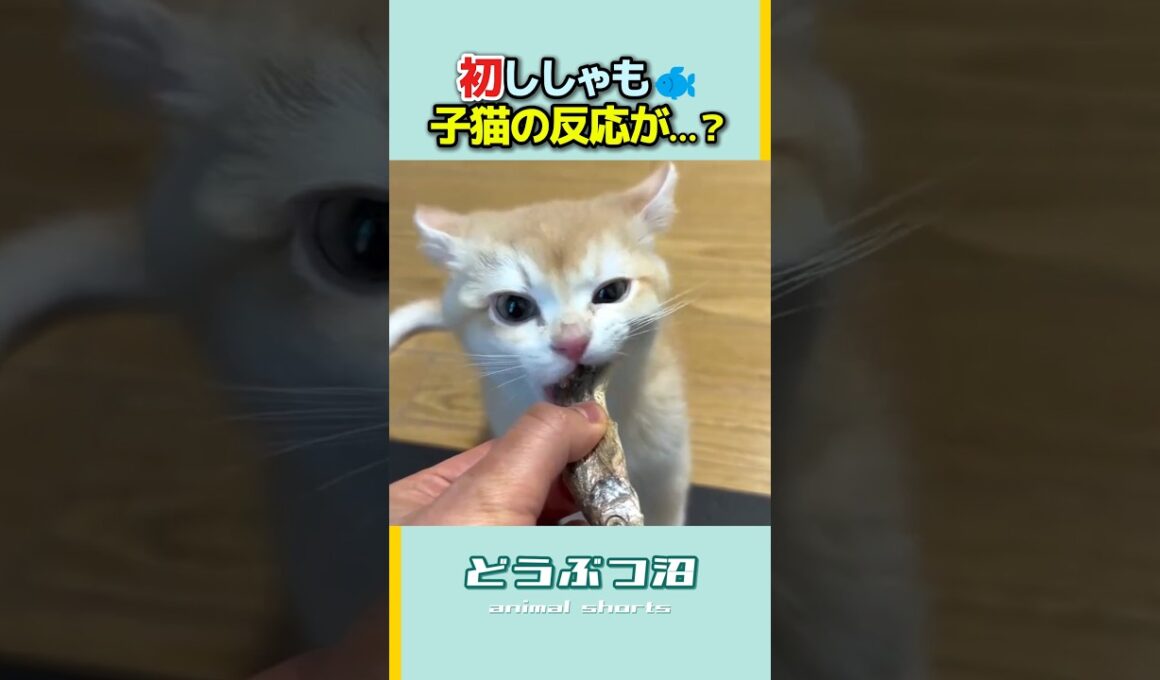 【凶器級】子猫にししゃもをあげたら、予想外の事態に! #shorts