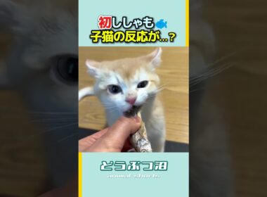 【凶器級】子猫にししゃもをあげたら、予想外の事態に! #shorts