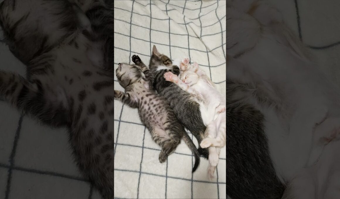 油断しすぎだろ🤣 #cat #好きな子猫 #子ネコ #kitten #子猫 #cute #猫のいる暮らし #猫好きさんと繋がりたい #保護猫 #gatto