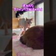 スフィンクス猫チャイと飼い主の日常👍#shorts #cat #猫 #ねこ #猫のいる暮らし #sphynx
