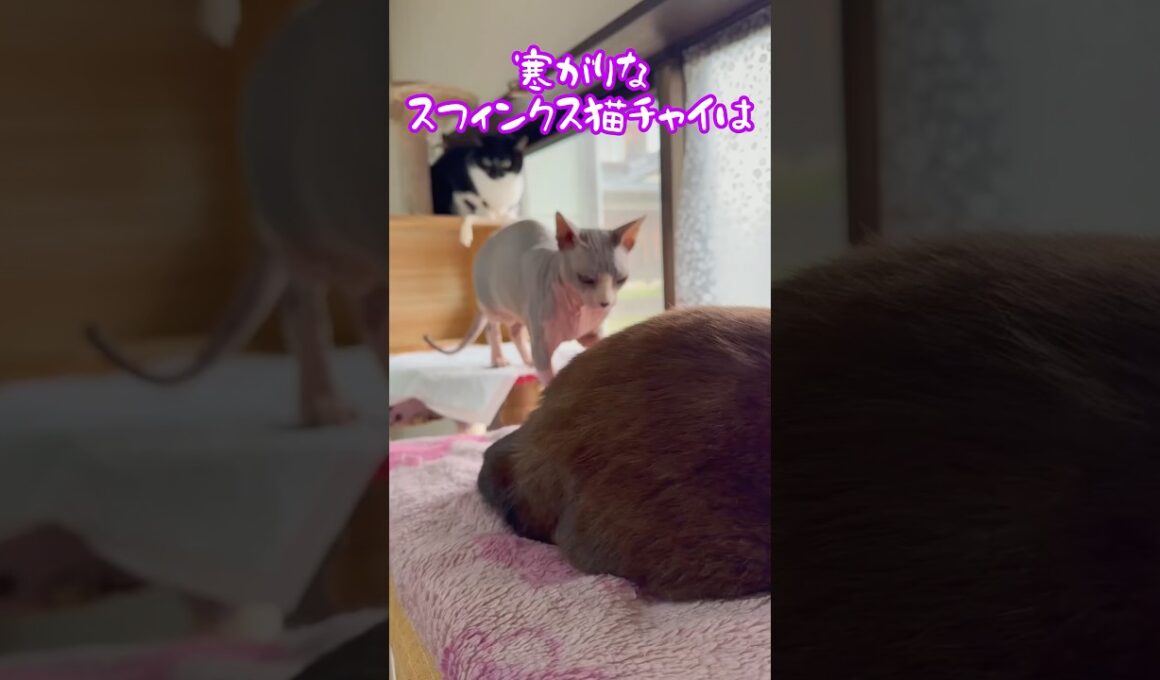 スフィンクス猫チャイと飼い主の日常👍#shorts #cat #猫 #ねこ #猫のいる暮らし #sphynx