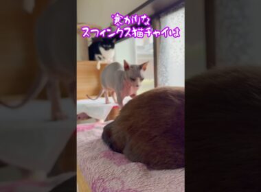 スフィンクス猫チャイと飼い主の日常👍#shorts #cat #猫 #ねこ #猫のいる暮らし #sphynx