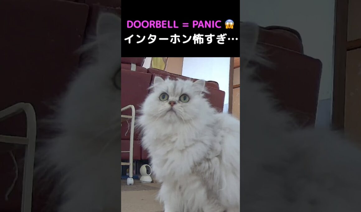 インターホンにビビるペルシャ猫ひめちゃん→まさかの展開🐱#猫 #猫動画 #ペルシャ猫 #ひめちゃん #かわいい猫 #癒し #猫のいる暮らし #猫ショート #動物動画 #ビビり猫