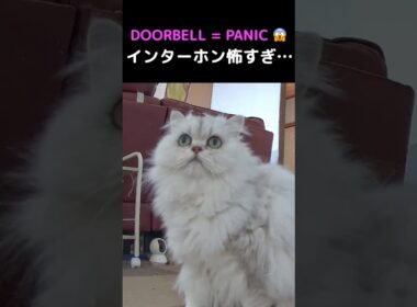 インターホンにビビるペルシャ猫ひめちゃん→まさかの展開🐱#猫 #猫動画 #ペルシャ猫 #ひめちゃん #かわいい猫 #癒し #猫のいる暮らし #猫ショート #動物動画 #ビビり猫
