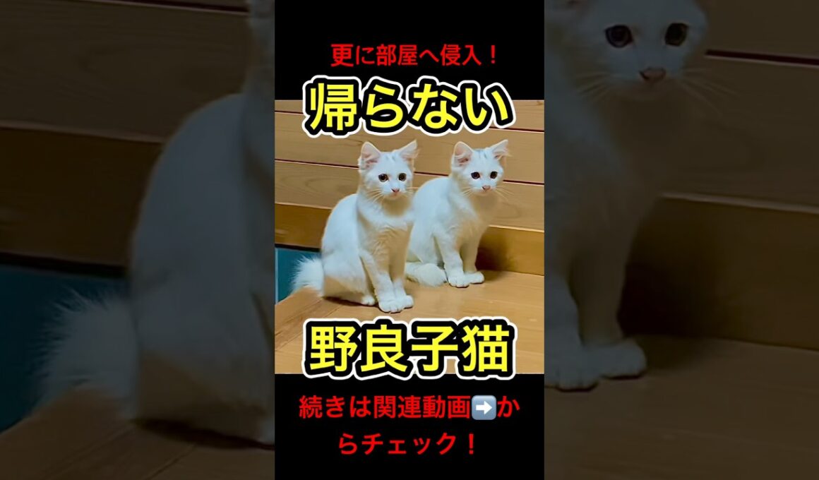 帰らない野良子猫たちが可愛すぎる #shorts
