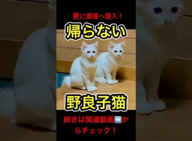帰らない野良子猫たちが可愛すぎる #shorts