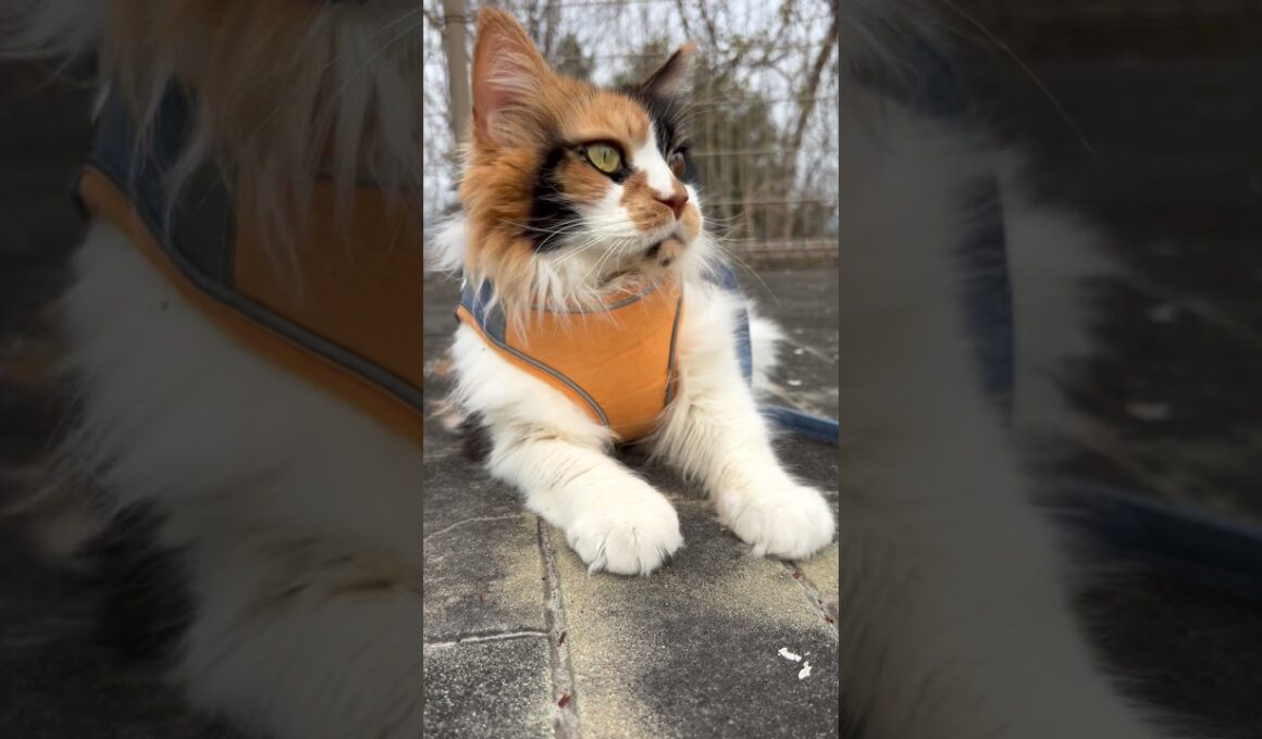 お散歩先のんびり寛ぐパンク #cat #メインクーン #お花見