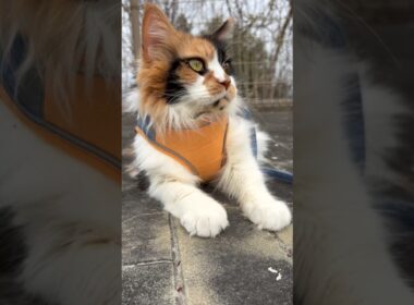 お散歩先のんびり寛ぐパンク #cat #メインクーン #お花見