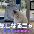 バーマン猫ラフ【気になるニャ】I'm curious（バーマン猫）Birman/Cat