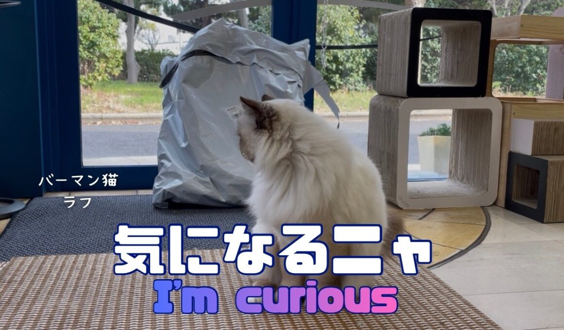 バーマン猫ラフ【気になるニャ】I'm curious（バーマン猫）Birman/Cat