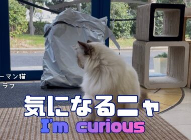 バーマン猫ラフ【気になるニャ】I'm curious（バーマン猫）Birman/Cat