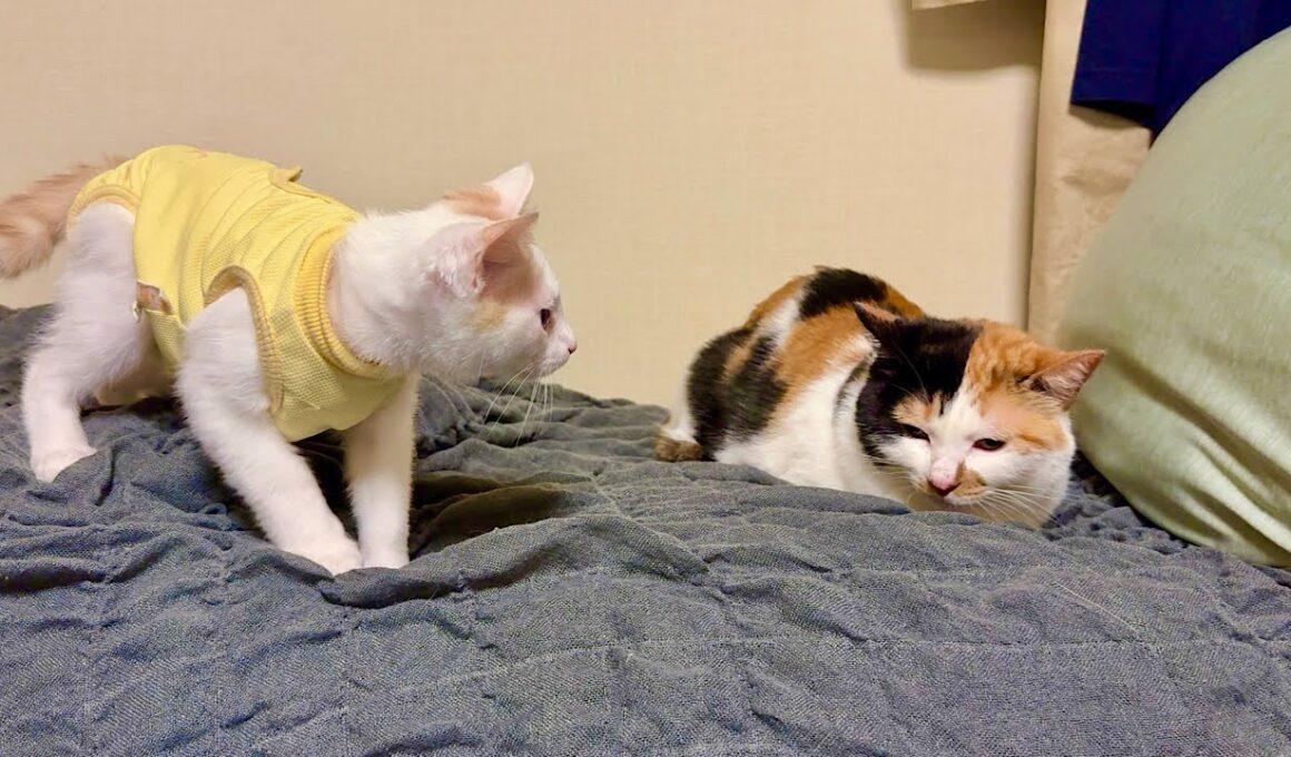 新入り子猫が初めて里親さんの家のボス猫に挨拶に行ったらとんでもない展開になりました…