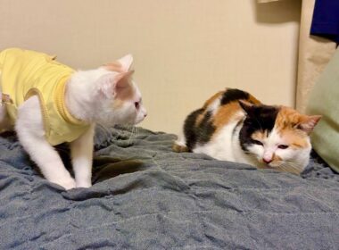 新入り子猫が初めて里親さんの家のボス猫に挨拶に行ったらとんでもない展開になりました…